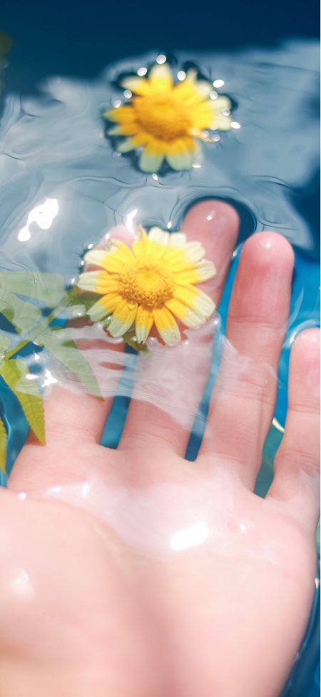 水面手心雏菊治愈情感文艺手机壁纸