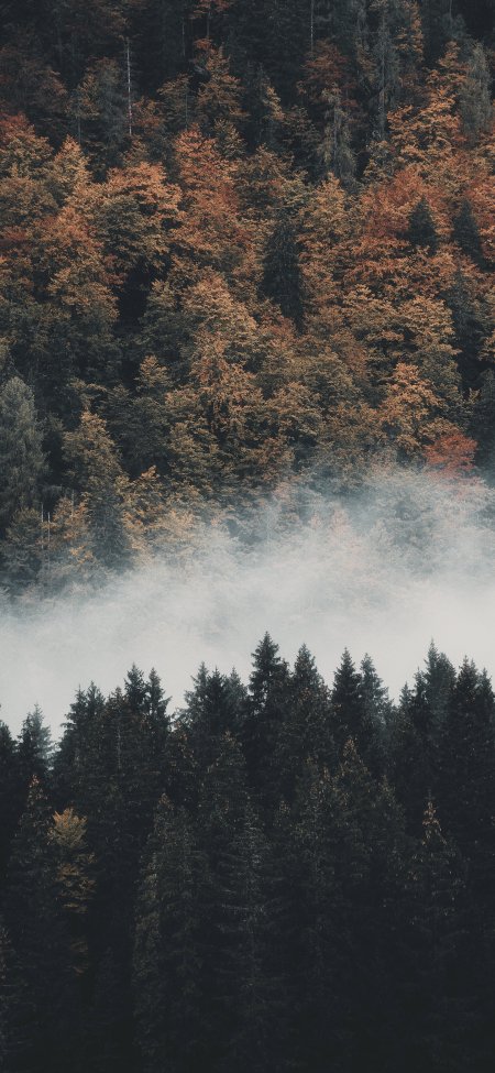 深秋云雾森林层叠意境风景手机壁纸