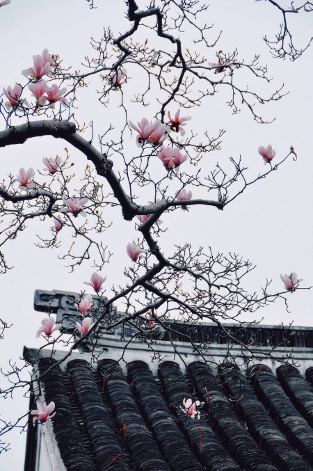 玉兰花古建春日国风风景手机壁纸