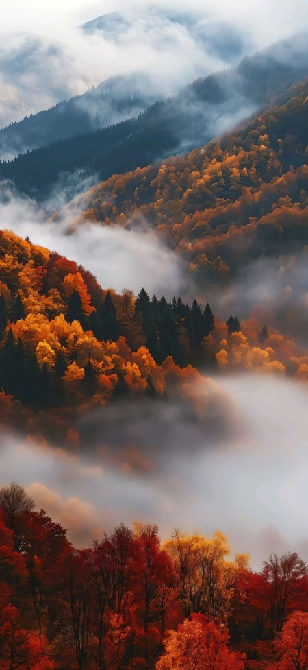 秋日山林云雾红叶仙境风景手机壁纸