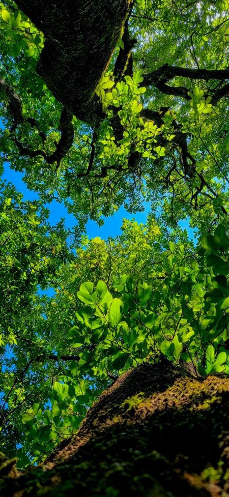 仰望树冠绿叶蓝天治愈风景手机壁纸