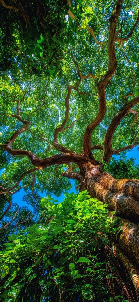 仰拍古树苍劲枝干绿叶风景手机壁纸