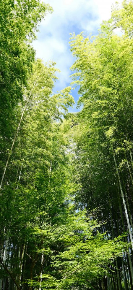 竹林仰望蓝天白云清新风景手机壁纸