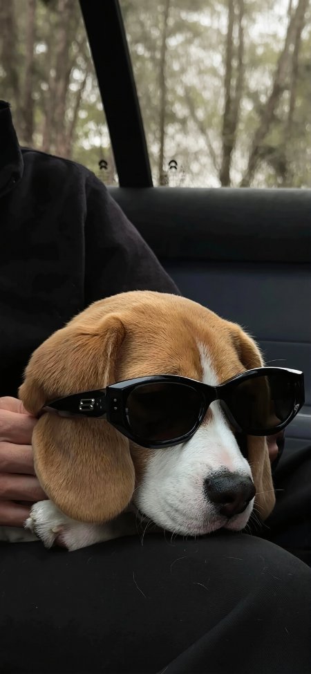 比格犬墨镜车内萌宠动物手机壁纸