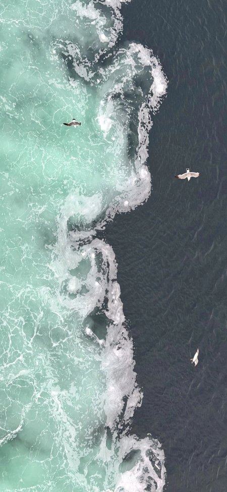 航拍浪花撞色海鸥治愈风景手机壁纸