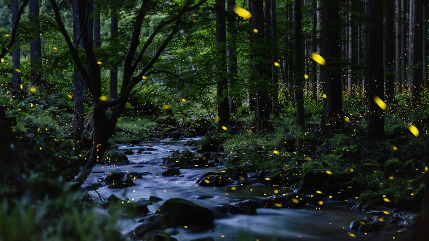 夏夜森林溪流萤火虫梦幻光点风景电脑壁纸