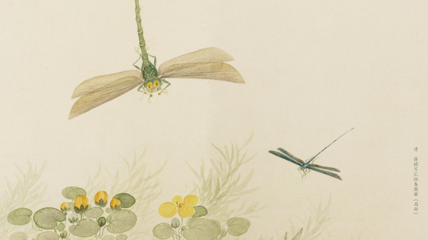 清蒋檙万汇恒春图册双蜻蜓黄花创意电脑壁纸