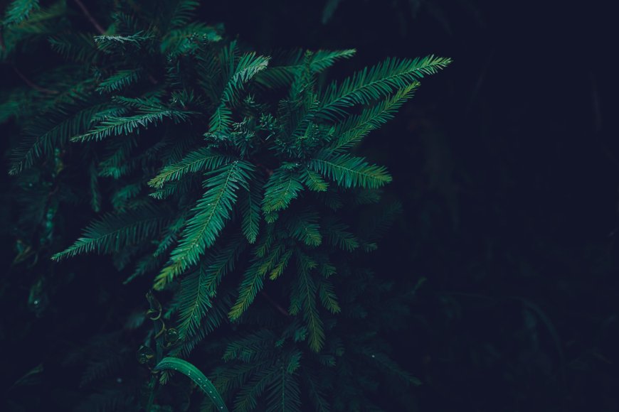 深绿针叶林暗调微距护眼风景电脑壁纸