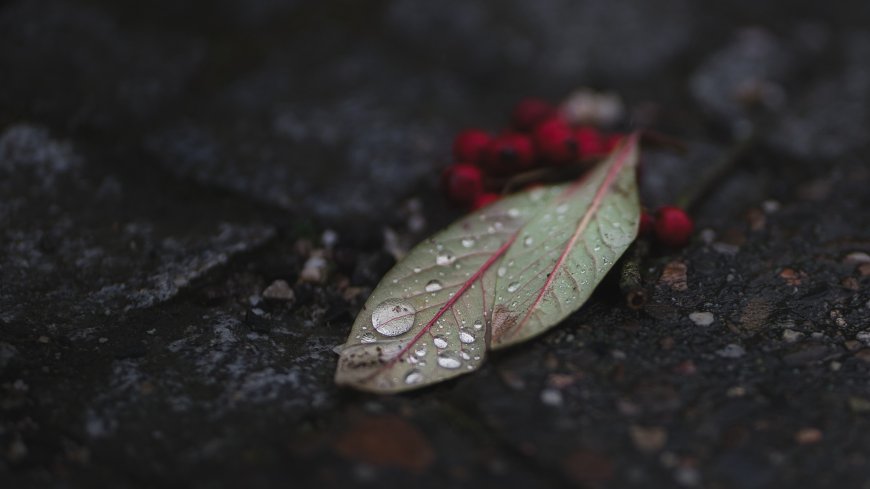 雨后叶片水珠红浆果微距静物风景电脑壁纸