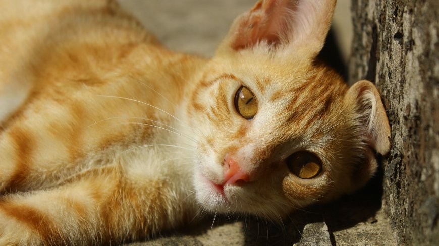 阳光下橘猫侧卧金瞳萌宠特写创意电脑壁纸