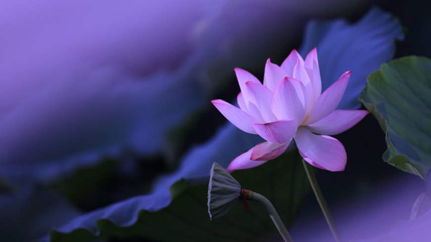 粉色莲花盛开荷叶紫雾氛围风景电脑壁纸