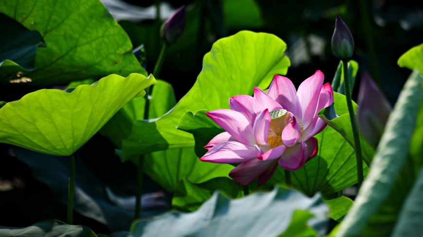 盛开粉红荷花翠绿莲叶特写风景电脑壁纸