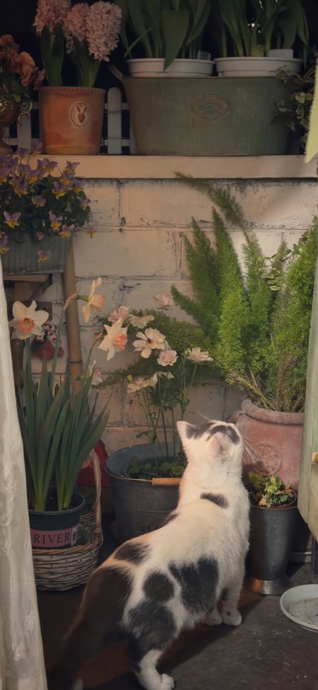 花丛花园斑点猫背影动物手机壁纸