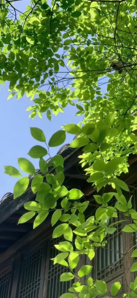 绿叶蓝天古风窗棂仰拍风景手机壁纸