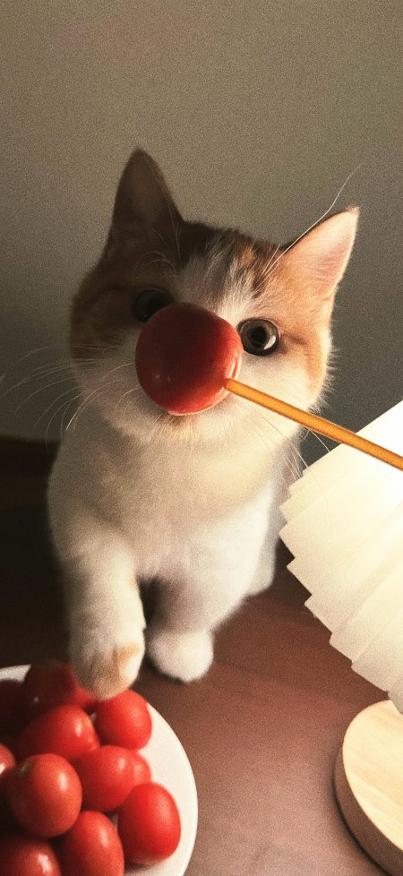 白橘猫番茄小丑鼻搞怪动物手机壁纸