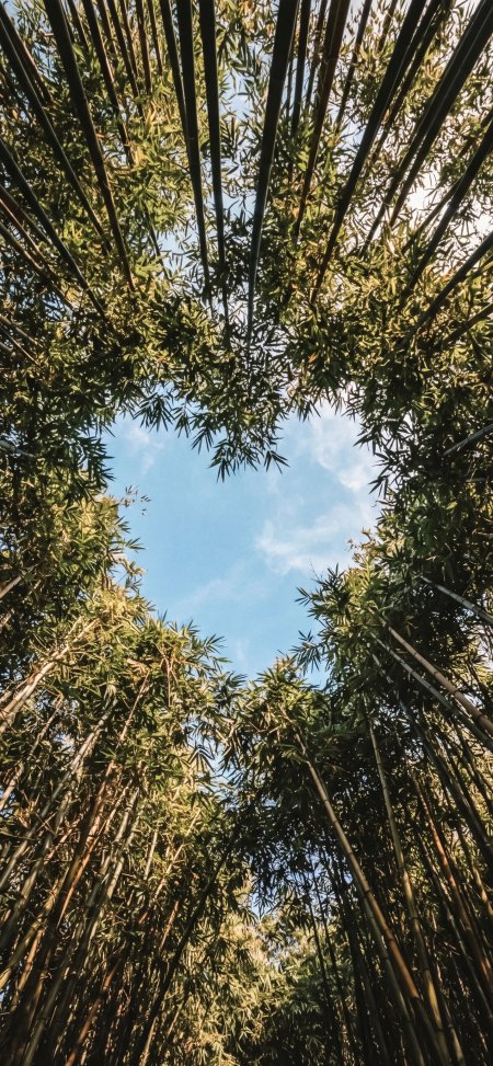竹林仰拍爱心天空唯美风景手机壁纸