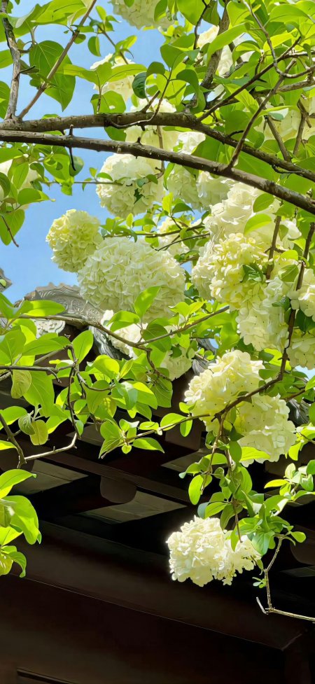 白色木绣球绿叶蓝天古建园林春日风景手机壁纸