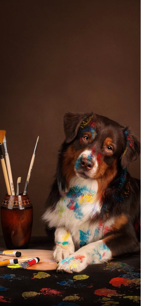 彩绘油漆澳洲牧羊犬画家狗狗萌宠动物手机壁纸