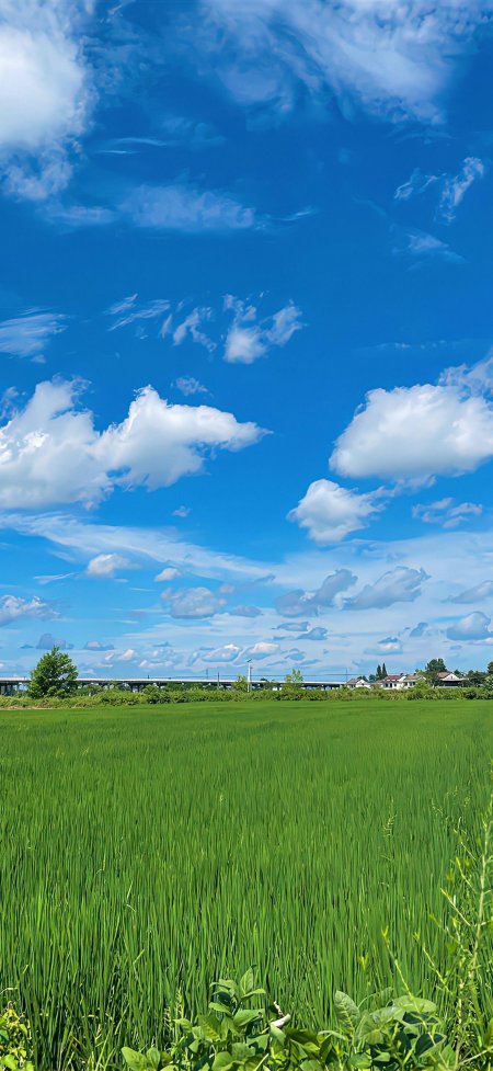 翠绿田野蓝天白云开阔夏日田园风景手机壁纸