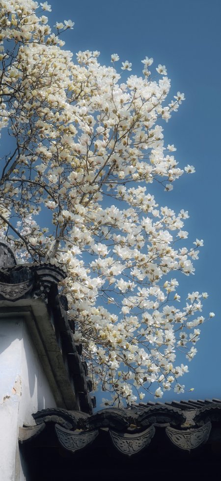 白玉兰盛开古建屋檐蓝天春日风景手机壁纸