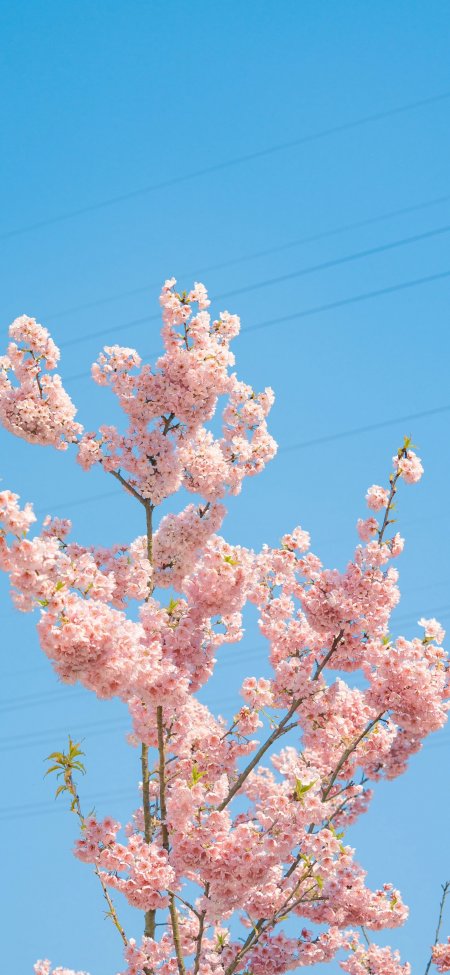 春季粉色樱花盛开蓝天清新风景手机壁纸