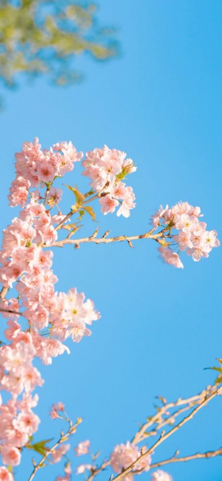 粉樱枝条晴空蓝天清新风景手机壁纸
