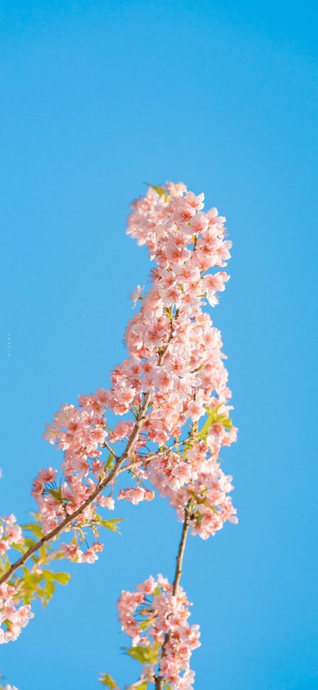 粉色樱花蓝天晴空枝头盛开风景手机壁纸