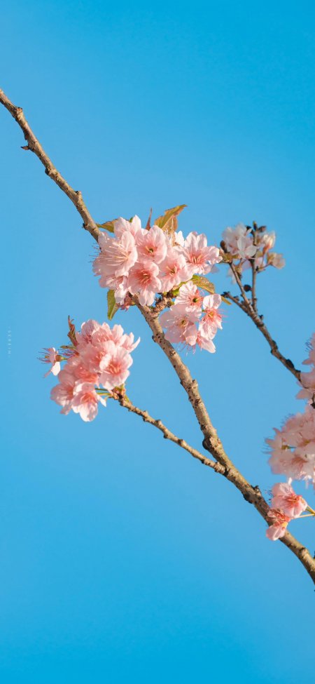 粉樱蓝天枝条风景手机壁纸