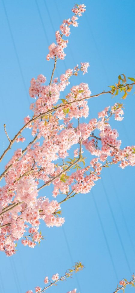 粉樱枝条蓝天电线清新风景手机壁纸