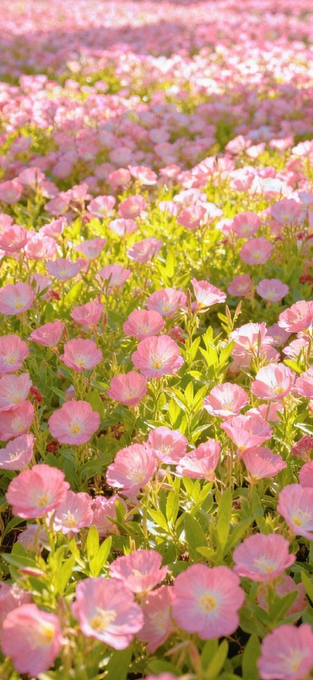 粉色月见草花海阳光通透春日鲜花手机壁纸