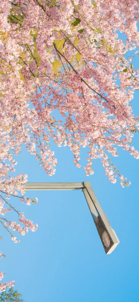 粉色樱花蓝天街灯清新春日风景手机壁纸