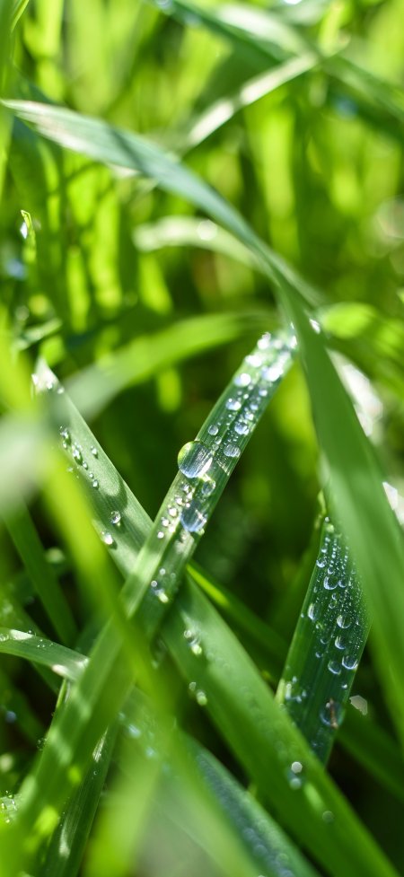 翠绿草叶晶莹露珠清晨阳光清新风景手机壁纸