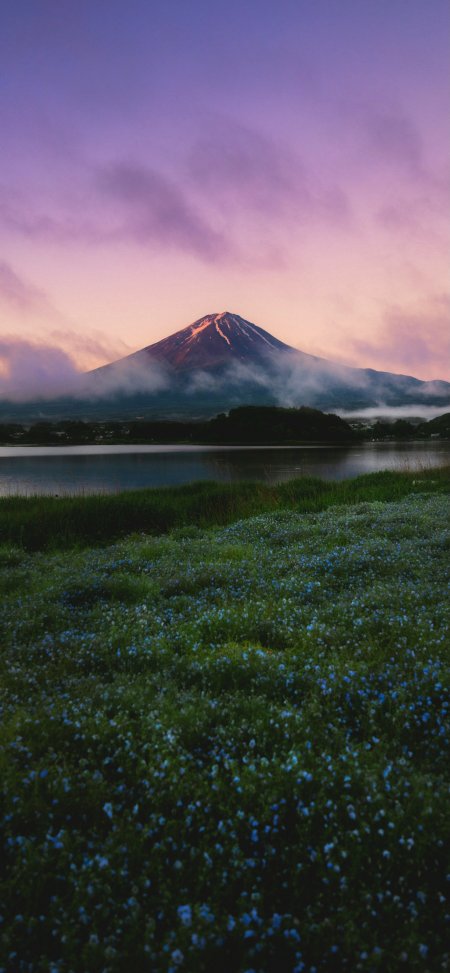 富士山晚霞蓝花海云雾唯美风景手机壁纸