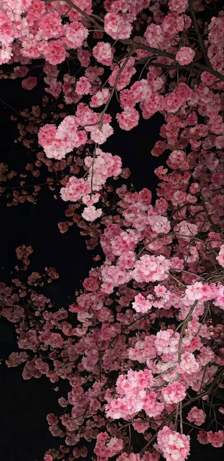 黑色背景粉色樱花枝头盛开唯美夜景风景手机壁纸