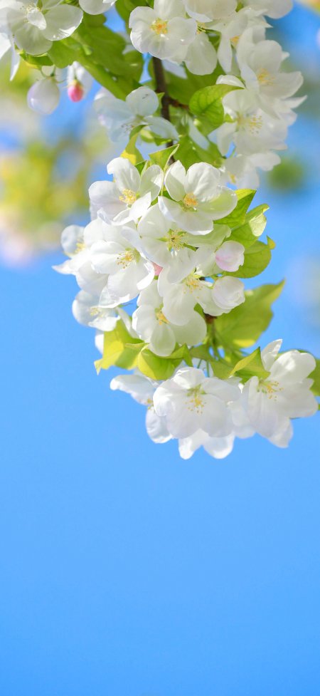 蓝天绿叶白色花朵枝头春日清新鲜花植物手机壁纸