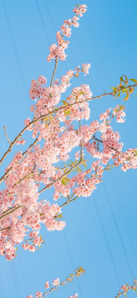 蓝天粉樱花枝满开春天风景手机壁纸