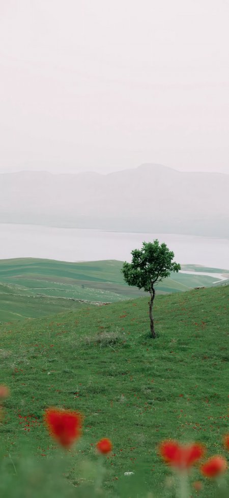 绿草孤树红花湖泊远山清新风景手机壁纸