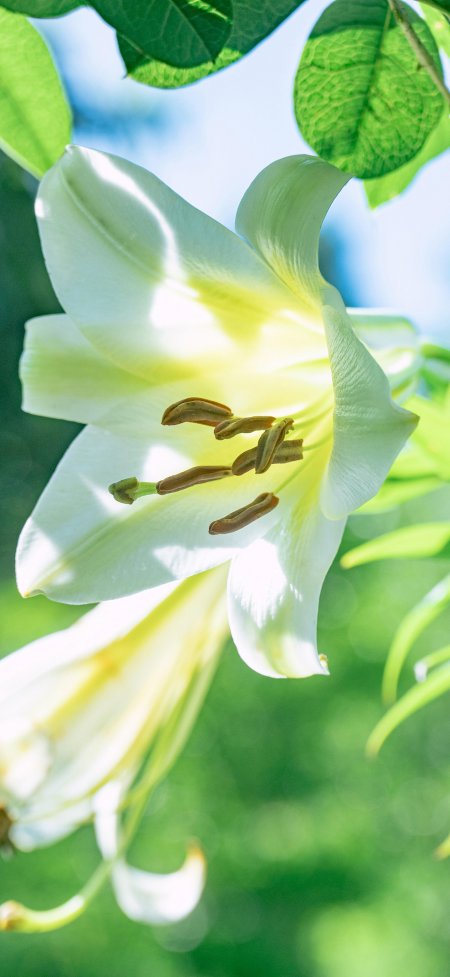 盛开白百合绿叶背景清新自然花卉风景手机壁纸