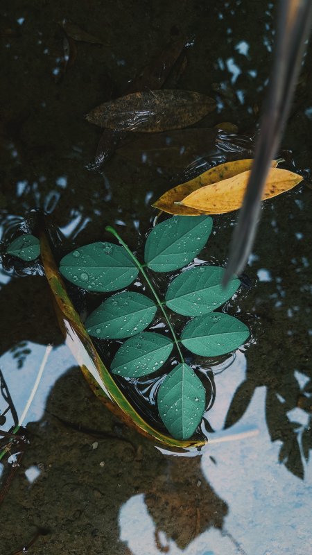 水面绿叶水滴黄叶倒影意境唯美自然风景手机壁纸