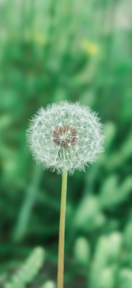 微距白色蒲公英绿影虚化清新自然风景手机壁纸