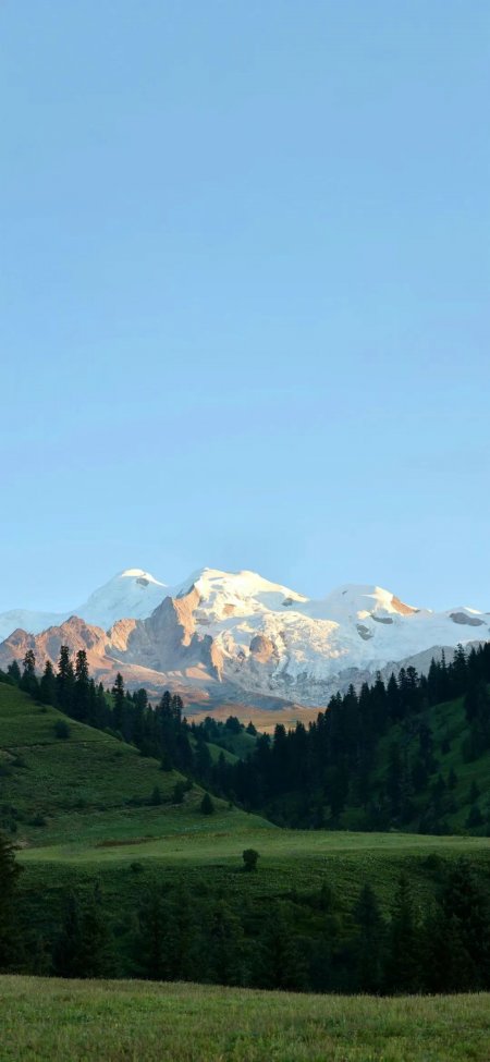 雪峰金光草地松林远山晴空壮阔风景手机壁纸