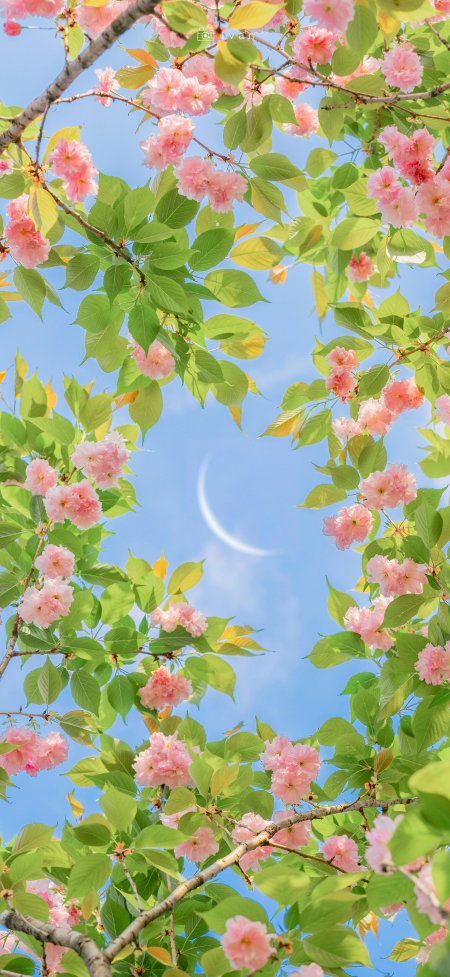 仰拍粉樱绿叶蓝天弯月春日唯美鲜花手机壁纸
