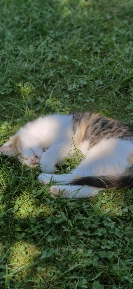 阳光草地花色小猫蜷缩熟睡治愈动物手机壁纸