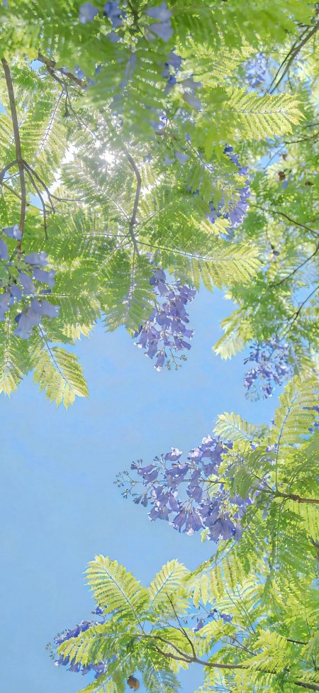 仰望蓝花楹紫花绿叶阳光蓝天清新植物手机壁纸