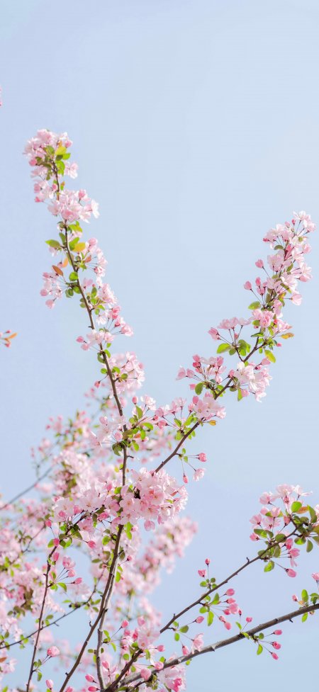 樱花枝条蓝天春风景手机壁纸