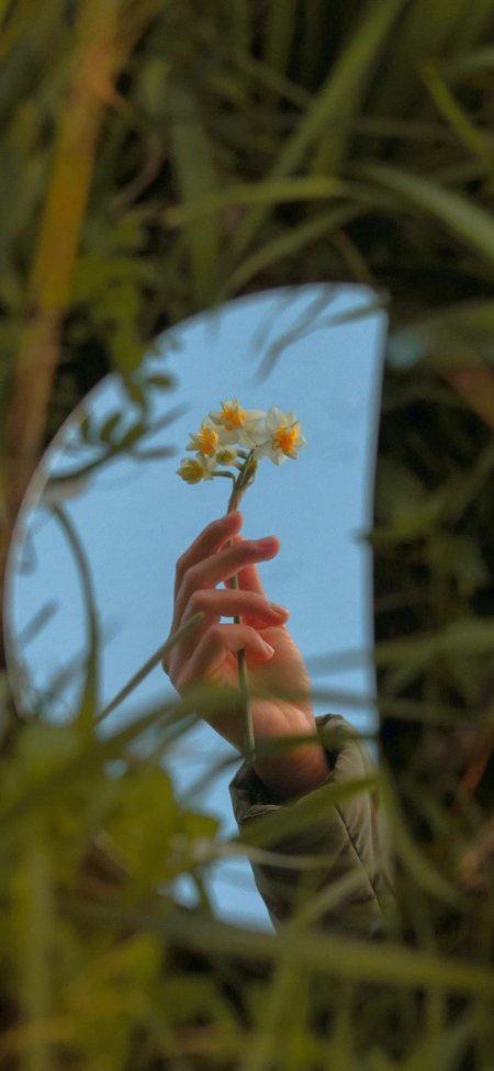 右手握持白色水仙花绿色植物自然创意手机壁纸