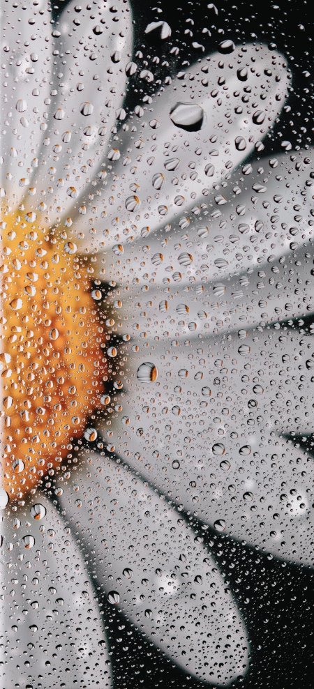 雨中雏菊水珠高清鲜花手机壁纸