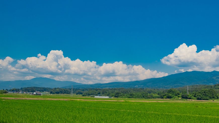 夏日田野翠绿稻田远山白云晴空治愈风景电脑壁纸