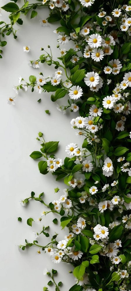 白雏菊黄芯绿叶留白创意手机壁纸