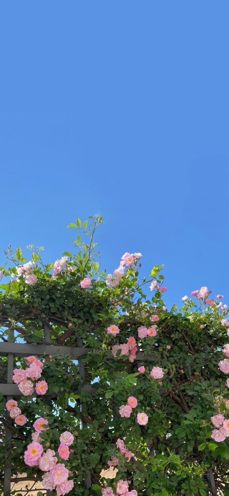 粉玫瑰攀援绿叶蓝天风景手机壁纸